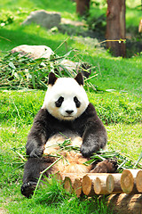 Image showing panda