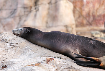 Image showing sea lion