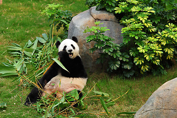 Image showing panda