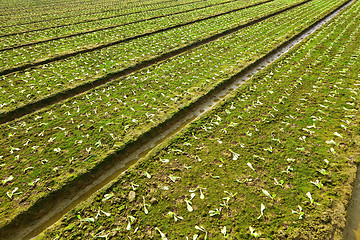 Image showing farm field