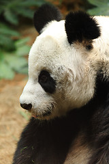 Image showing panda