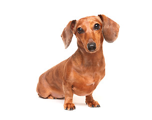 Image showing dachshund dog