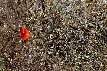 Image showing Wild poppies growing in a spring field