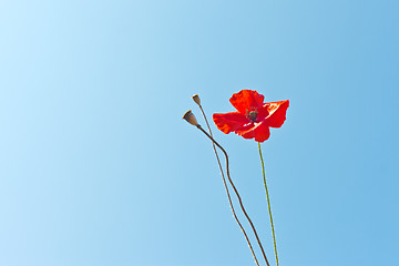 Image showing wild poppies against blue sky