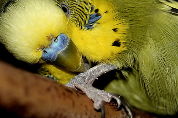 Image showing green petbird