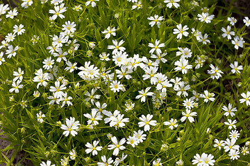 Image showing Daisies in the morning