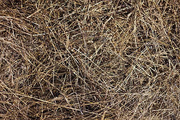 Image showing dry yellow hay background