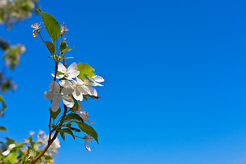 Image showing picture of apple flower on a light blue background