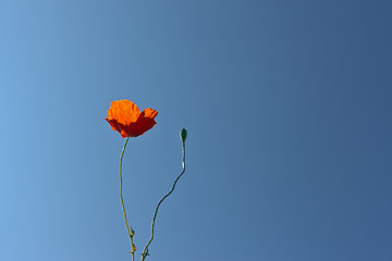 Image showing wild poppies against blue sky