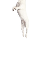 Image showing jack russell terrier jumping