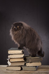 Image showing Long haired cat