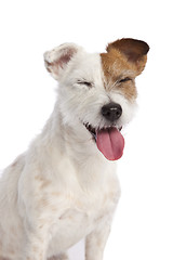 Image showing jack russell terrier smiling 