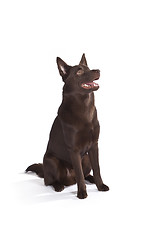 Image showing Cute and funny australian Kelpie