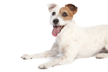 Image showing jack russell terrier lying down