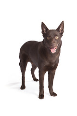 Image showing Cute and funny australian Kelpie