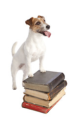 Image showing jack russell terrier standing