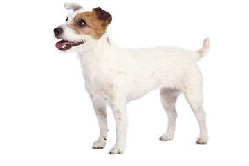 Image showing jack russell terrier standing