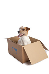 Image showing jack russell terrier in a box