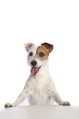 Image showing jack russell terrier standing