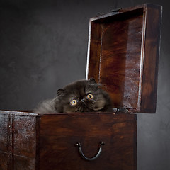 Image showing Long haired persian cat in the wooden box