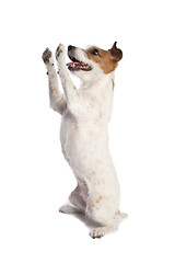 Image showing jack russell terrier standing