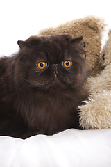 Image showing Long haired persian cat