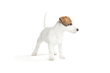 Image showing cute jack russell terrier puppy