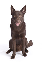 Image showing Cute and funny australian Kelpie