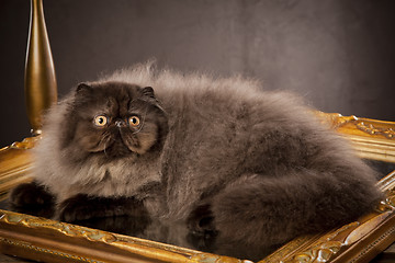 Image showing Long haired persian cat