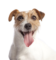 Image showing jack russell terrier smiling 