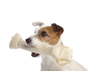 Image showing jack russell terrier holding a bone