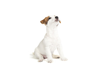 Image showing cute jack russell terrier puppy