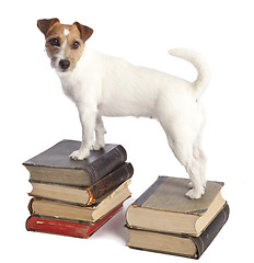 Image showing jack russell terrier standing