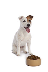 Image showing jack russell terrier waiting for food