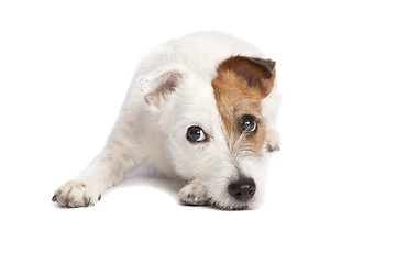 Image showing jack russell terrier lying down