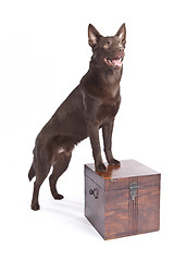 Image showing Cute and funny australian Kelpie