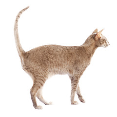 Image showing Short haired cat