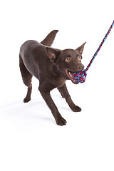 Image showing Cute and funny australian Kelpie
