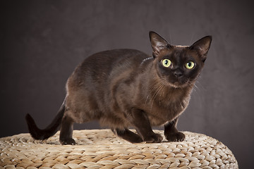 Image showing Dark brown cat