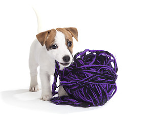 Image showing cute jack russell terrier puppy