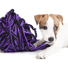 Image showing cute jack russell terrier puppy