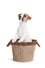 Image showing cute jack russell terrier puppy