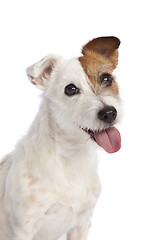 Image showing jack russell terrier smiling