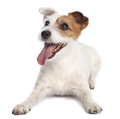 Image showing jack russell terrier lying down