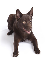 Image showing Cute and funny australian Kelpie