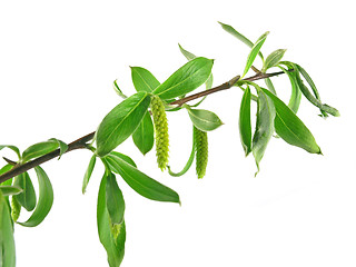 Image showing spring - green branch