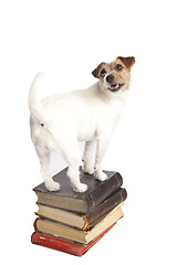 Image showing jack russell terrier standing