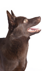 Image showing Cute and funny australian Kelpie