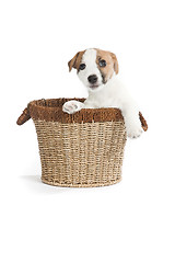 Image showing cute jack russell terrier puppy