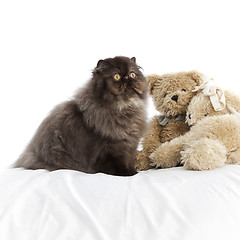 Image showing Long haired persian cat